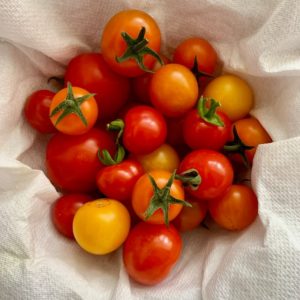 Tomato: Solanum lycopersicum